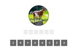 Animal Quiz Game - Free Trivia Challenge Online